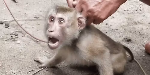 Chicago! Protest H-Mart for using Forced Monkey Labor!