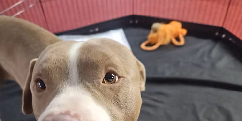 Story Time with a Shelter Dog