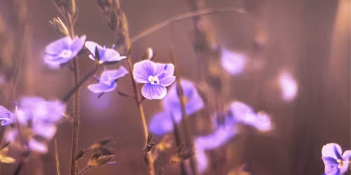 Meediotilaisuus: Anne-Mari Rask