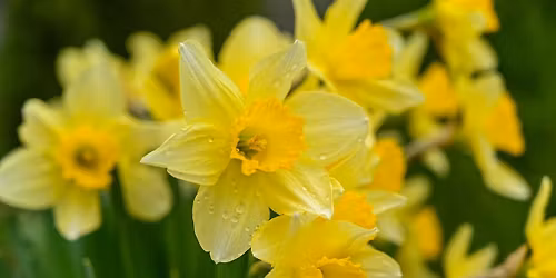 CHRISTINE LIDDLE of SECRET GARDEN fame @ ROSECARPE HORTICULTURAL SOCIETY in BARLEY MOW VILLAGE HALL