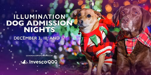 Illumination Dog Admission Night