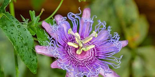 Guided Medicinal Plant Walk