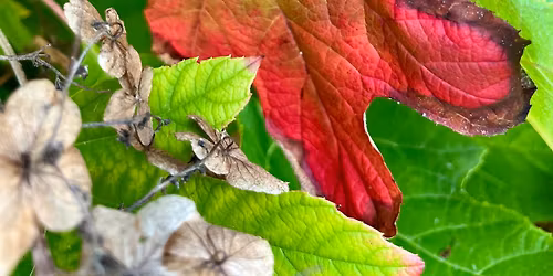 Creativity & Movement Workshop: Shapes in Nature