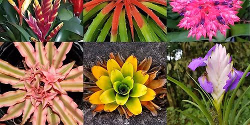 BROMELIADS - Plant Market Educational Series 2026