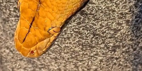 Scranton Reptile Show