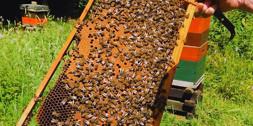 Introduction to Beekeeping