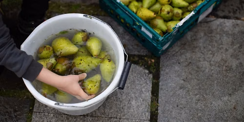 Planning Glasgow's Community Fruit Harvest