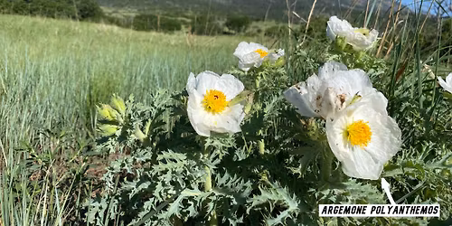 Meadow Guided Nature Walk