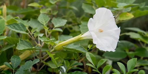 October Plant Sale