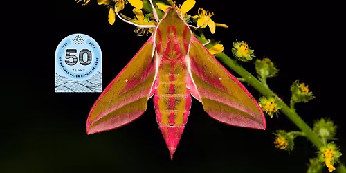 Moth Night at Cherry Wood