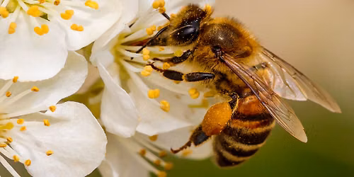 Summer Reading Kickoff with Phipps Conservatory presents The Buzz About Pollinators
