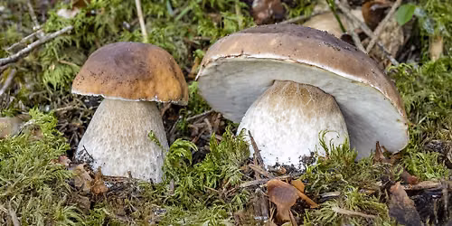 TRIESTE - Funghi: Meraviglie della Natura