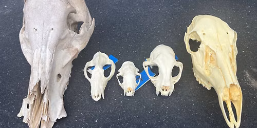 Skull Detectives