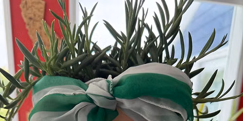 Paint your own Plant Pot
