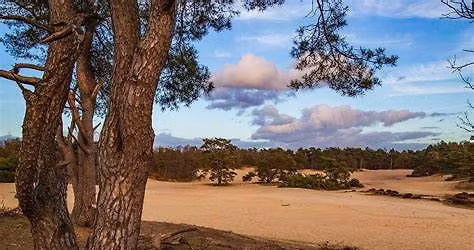 Wandeling voor Whippets en Italiaanse Windhondjes Soestduinen