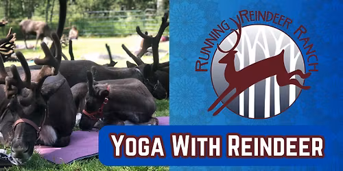 Fly and Flow - Yoga with Reindeer