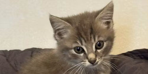 Adoption Day on Milner