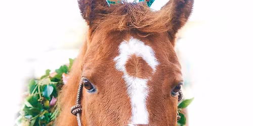 Christmas horse Agility 
