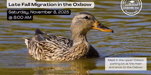 Bird Walk - Late Fall Migration in the Oxbow
