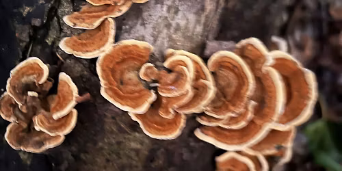 Fabulous Fungi in Stambourne Woods - mixed adult Fundraiser