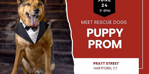 Puppy Prom: Meet Rescue Dogs in Hartford 