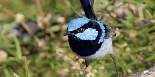 Create your first bird-friendly habitat garden - Woodcroft Library