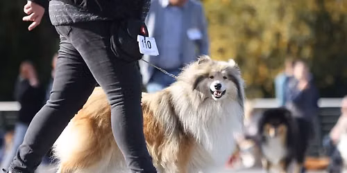 Internationale Rassehunde-Ausstellung