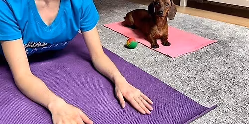 Bring Your Dachshund to Yoga (donation based)