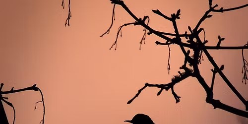 Dawn Chorus Guided Walk with Breakfast