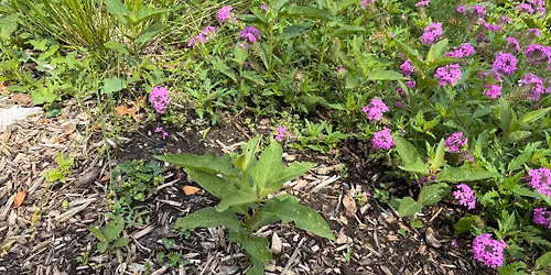 Troostwood Pocket Park Weeding in Partnership with Master Gardeners of Greater Kansas City