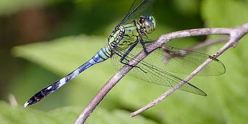 Dragons and Damsels in the Gardens