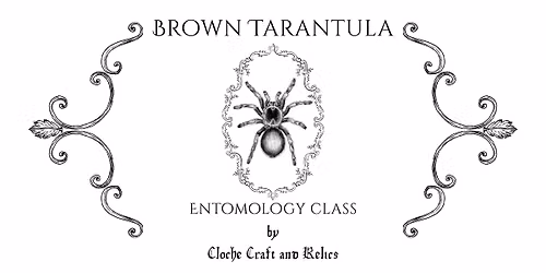 October Entomology - Brown Tarantula