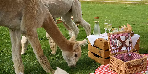 Alpaca a Picnic