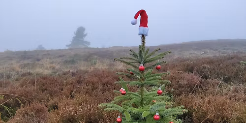 Nisser p\u00e5 heden og i skoven