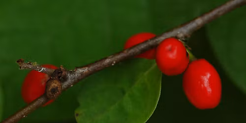 For Adults 50+: Tea Time