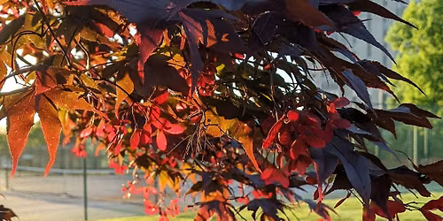 Colors of Fall: Watercoloring at Forest Park