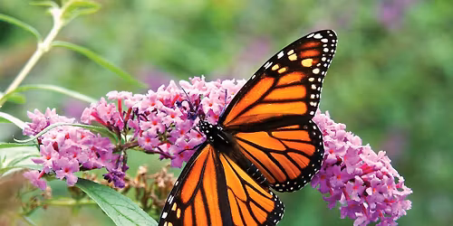 Pollinators & Habitats - Free Ag Education Class