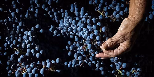 ZENATO Wine Dinner, The Soul of Lugana and The Heart of Valpolicella