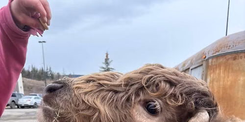 Meet and greet Dirt the highland cow and friends