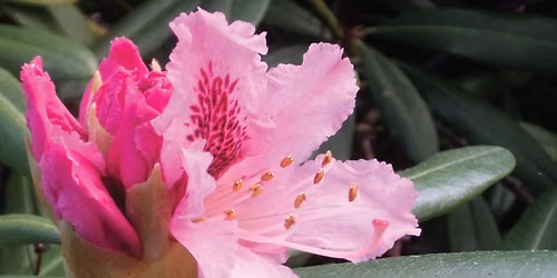 Rhododendron Day Plant Sale 2026