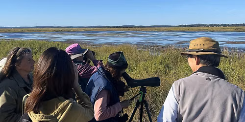 Shorebirds and Fall Migration at Plum Island with Peter Alden