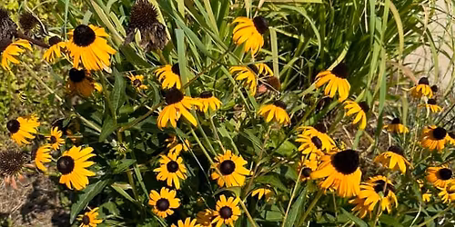 Centerville Library Native Garden Workday