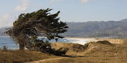 A Slow Walk Through Wavecrest