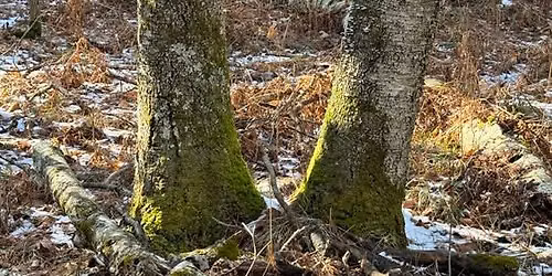 Forest Bathing @ The Arb
