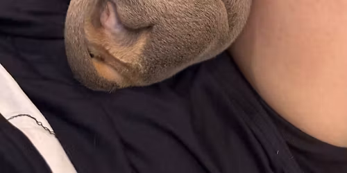 Dachshund Puppy Therapy Loughborough 