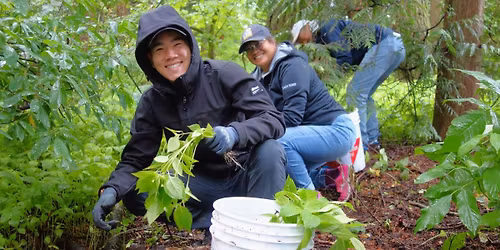 Easy for ALL AGES! Remove Invasive Small Balsam @ Ruth Johnson Park, White Rock!