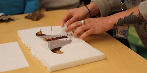 Pinning Workshop: Butterflies & Moths