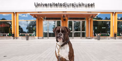 \u00d6ppet hus p\u00e5 Universitetsdjursjukhuset! 