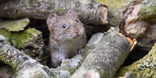 Woodland Mammals Adventure