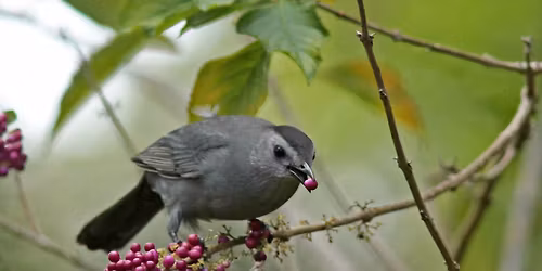 November Monthly Meeting